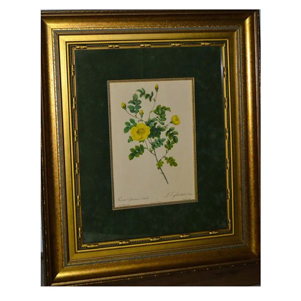 P.J. ReDoute' Rosa Eglanteria Luteola Yellow Roses HC Engraving, W/Ornate Frame