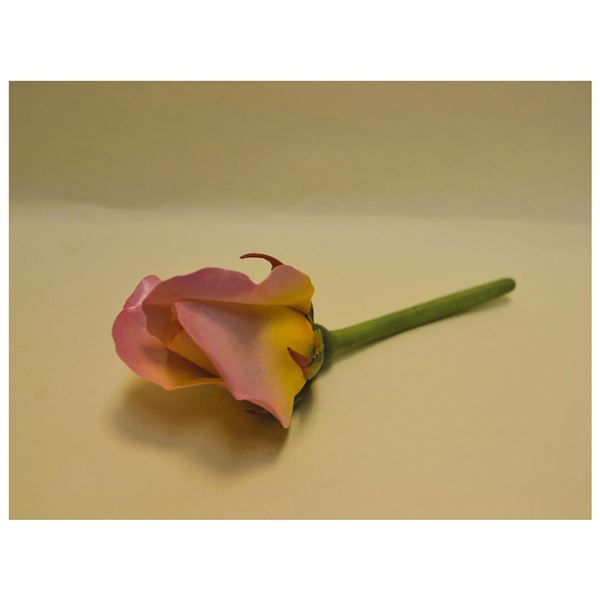 Connoisseur Porcelain Single Pink Rose Bud Prototype Model, AP