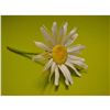 Image 1 : Connoisseur Porcelain White Daisy Floral Prototype Model, AP