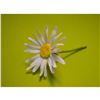 Image 2 : Connoisseur Porcelain White Daisy Floral Prototype Model, AP
