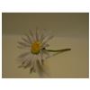 Image 5 : Connoisseur Porcelain White Daisy Floral Prototype Model, AP
