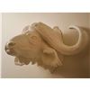 Image 2 : Connoisseur Porcelain Cape Buffalo Sculpture Prototype Model AP