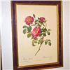 Image 2 : P.J. ReDoute' Rosa Lium Rosier d'Amour HC Engraving, Ornate Frame, C. 1860.
