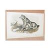 Image 2 : J.W. Audubon Original HC Engraving, Esquimaux Dogs, C. 1890, Custom Frame