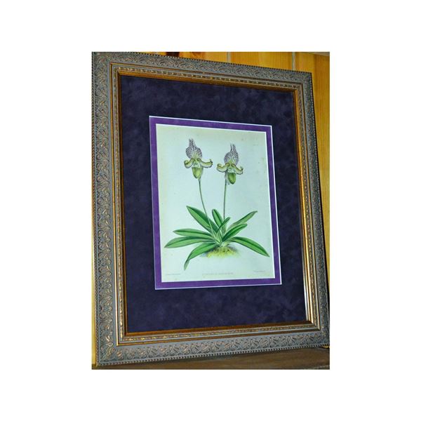 J.Nugent Fitch "Cypripedium Fairrieanum Orchid Original, 1840, Framed