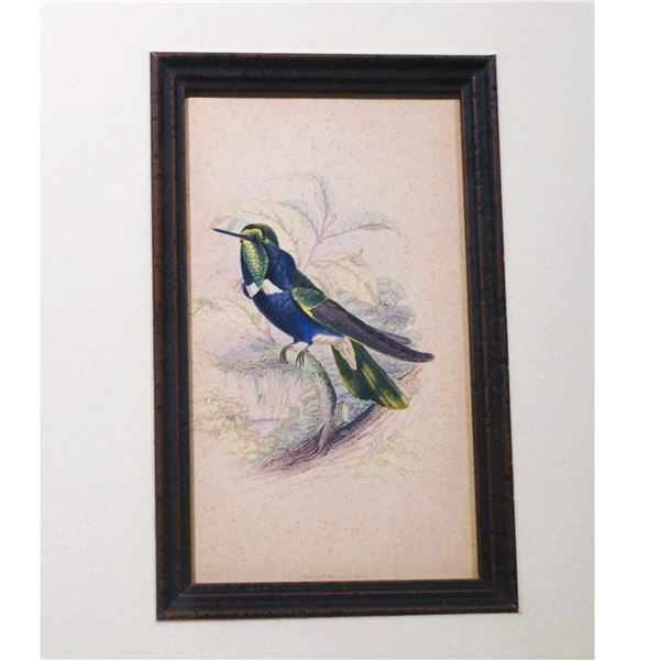 Jardine Original HC Engraving Natterers Hummingbird, W/Frame, 1840