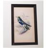 Image 1 : Jardine Original HC Engraving Natterers Hummingbird, W/Frame, 1840