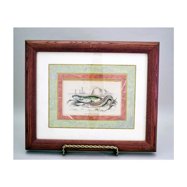 W.H. Lizars Hawkins Gymnetrus and Red Band Fish HC Engraving, 1840s, W/Frame