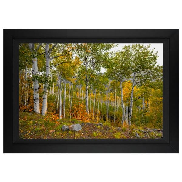 Colorado Garden by Jongas,