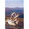 Image 1 : Alaska Drop Camp DIY Caribou for 2 Hunters