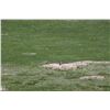 Image 1 : Nebraska Prairie Dog Shoot - 3 Hunters