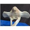 Image 4 : Whale Bone Eagle Soaring Hand Carved Piece 6"T