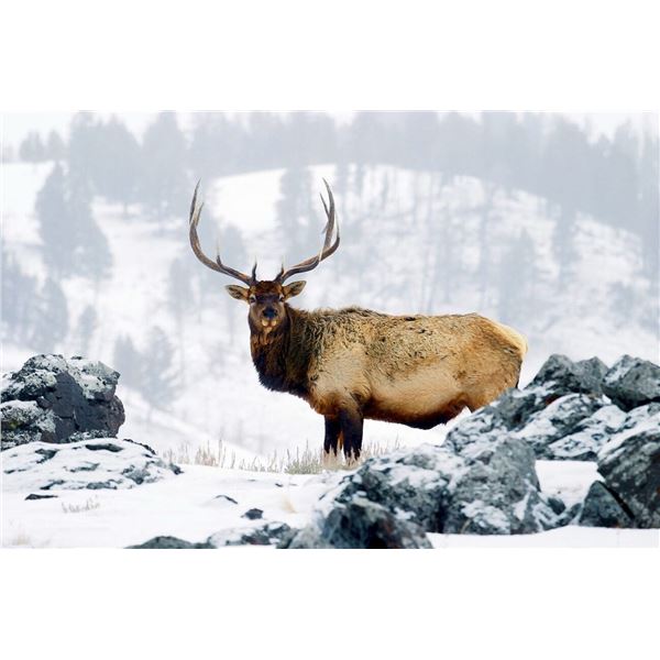 Wyoming Game and Fish Commissioner Tag