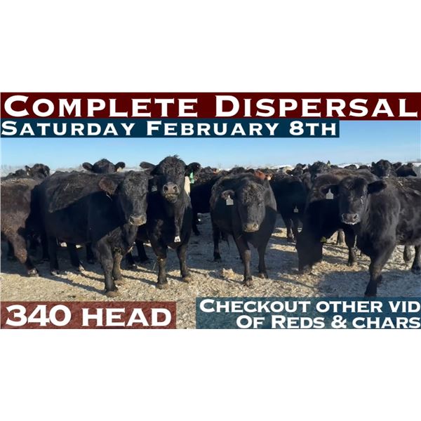 Lot 48 - 3 head, 1250 avg.