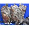 Image 2 : 2 Pheasant Pelts, Fur & Feathers for Fly Tying