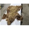 Image 1 : Bear Hide/Rug - Approx. 42" Nose to Tail and 20" Across