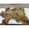 Image 2 : Bear Hide/Rug - Approx. 42" Nose to Tail and 20" Across