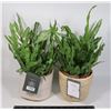 Image 1 : SET OF 2 THRESHOLD FAUX FERNS