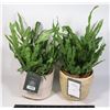 Image 1 : SET OF 2 THRESHOLD FAUX FERNS