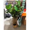 Image 2 : MOSADE Artificial Fiddle Leaf Fig Tree 5.2Feet Fake Potted Ficus Lyrata Plant with Handmade Seagrass