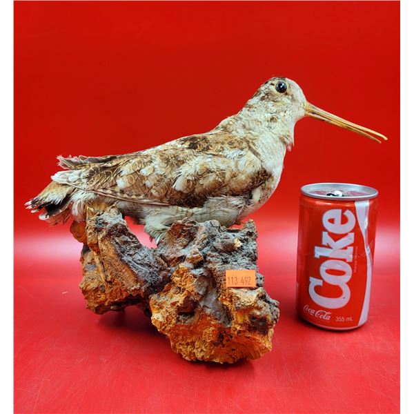 VTG Eurasian Woodcock Taxidermy