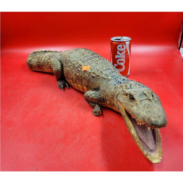 VTG Caiman Taxidermy