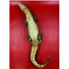 Image 3 : VTG Caiman Taxidermy