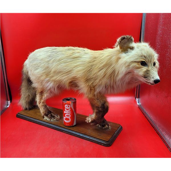 Fox Taxidermy w/ Wooden Stand
