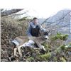 Image 1 : 7 Day Sitka Blacktail Deer Hunt for 1 Hunter from Rainy Pass Lodge