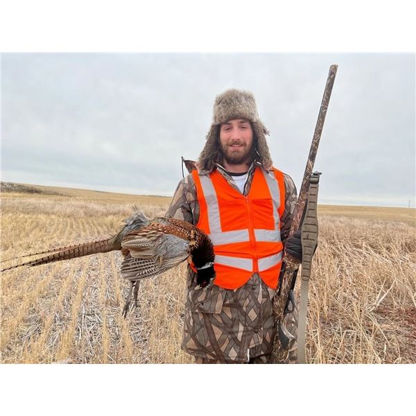 Two Hunter South Dakota Pheasant Hunt  Safari Unlimited