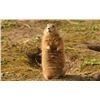 Image 1 : Nebraska Prairie Dog Shoot for One Hunter Oldaker Outfitting