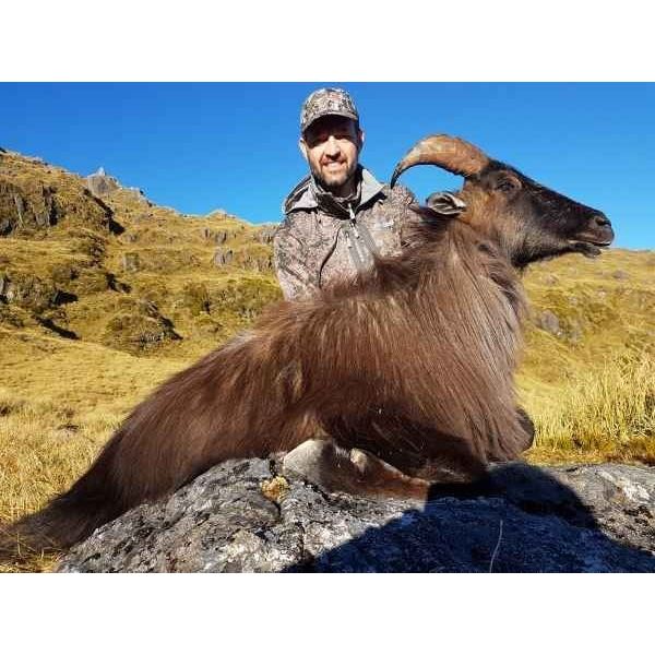 New Zealand Bull Tahr Hunt  for one  Cardrona Outfitters