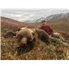 Image 1 : Fall  or Spring Yukon Grizzly Bear Hunt for one Hunter    Yukon Big Game Outfitters