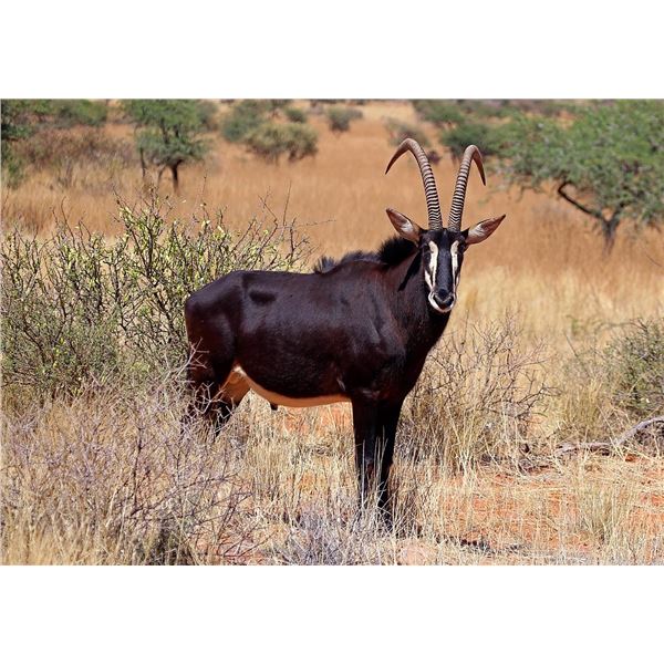 7 Day South African Sable Antelope Hunt for One   Matewetwe Safaris