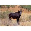 Image 1 : 7 Day South African Sable Antelope Hunt for One   Matewetwe Safaris