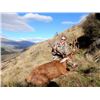 Image 1 : New Zealand Ultimate Grand Slam Hunt for Everything  Cardrona Outfitters