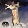 Image 1 : Alberta Wolf Hunt    Northern Alberta Outfitters