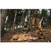 Image 1 : Bronze Fallow Deer Hunt in France from  France Safaris