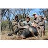 Image 1 : 7-Day South African Buffalo Hunt for 1 Hunter   Matewetwe Safaris