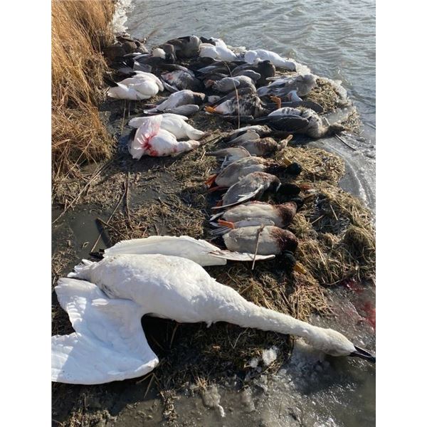 NORTH DAKOTA WATERFOWL HUNT   Cold Water Outfitters