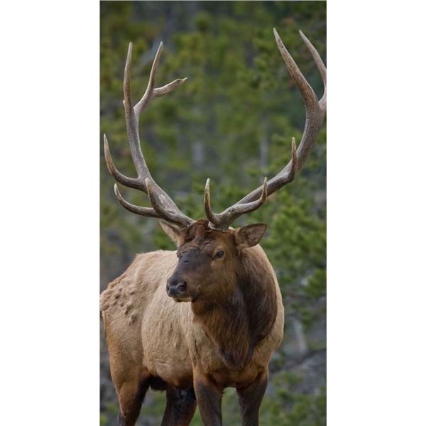 4 1/2 Day Second Season Colorado Bull Elk Hunt from Navarrete Guides and Outfitting