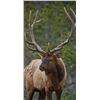 Image 1 : 4 1/2 Day Second Season Colorado Bull Elk Hunt from Navarrete Guides and Outfitting