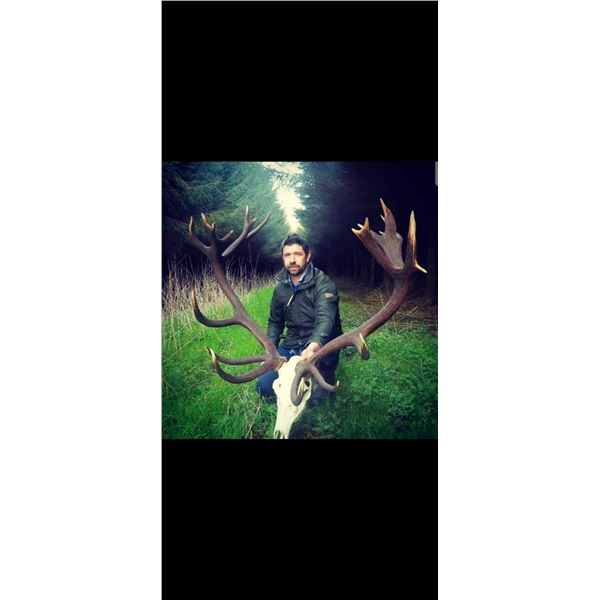 Free Range Irish Red Stag Plus Choice of  Sika Stag or Wild Goat Hunt for One   Rock House Estate
