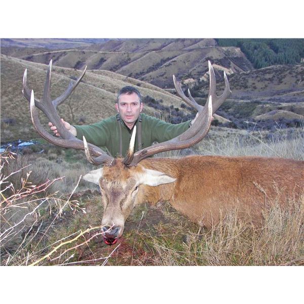 New Zealand 5-Day Red Stag  up to 320 SCI Hunt for 1 Hunter   Cardrona Outfitters