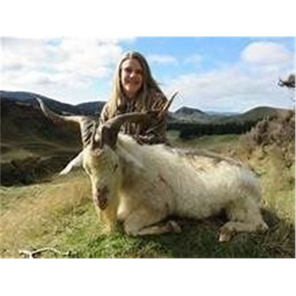 New Zealand 5 Day Alpine Goat Hunt  Cardrona Outfitters