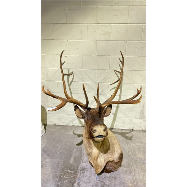 TAXIDERMY ELK HEAD WITH ANTLERS (33" FROM BASE TO TIP OF NOSE, 33" ANTLER LENGTH)
