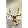 Image 1 : TAXIDERMY ELK HEAD WITH ANTLERS (33" FROM BASE TO TIP OF NOSE, 33" ANTLER LENGTH)