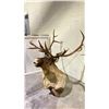 Image 2 : TAXIDERMY ELK HEAD WITH ANTLERS (33" FROM BASE TO TIP OF NOSE, 33" ANTLER LENGTH)