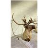 Image 3 : TAXIDERMY ELK HEAD WITH ANTLERS (33" FROM BASE TO TIP OF NOSE, 33" ANTLER LENGTH)