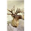 Image 4 : TAXIDERMY ELK HEAD WITH ANTLERS (33" FROM BASE TO TIP OF NOSE, 33" ANTLER LENGTH)